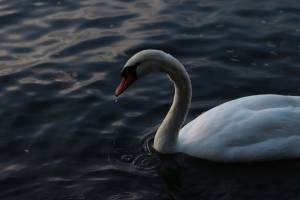 Laëtitia FUCHS - LYON EYE'S PHOTOGRAPHY